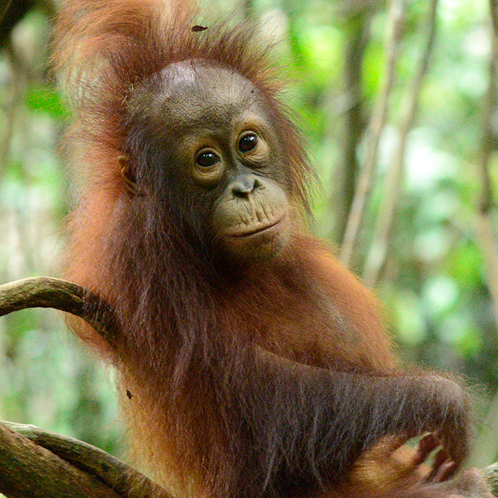 Know More. Do More. (Why do we use Palm Oil?)